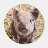 豚 マグネット (正面)