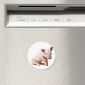 豚 マグネット (インサイチュ (食洗機))