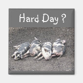 豚 マグネット (正面)