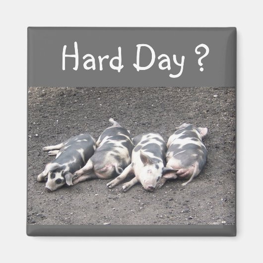 豚 マグネット (正面)