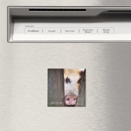 豚 マグネット (インサイチュ (食洗機))