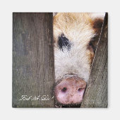 豚 マグネット (正面)