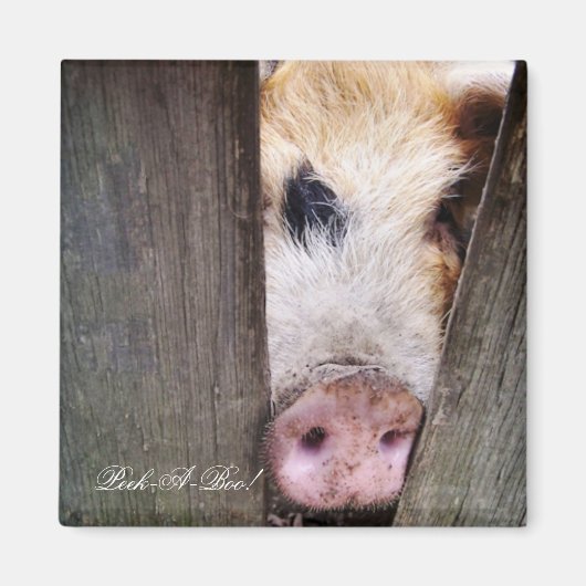 豚 マグネット (正面)