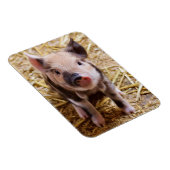 豚 マグネット (右側)