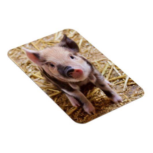 豚 マグネット (右側)