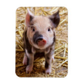 豚 マグネット (縦)