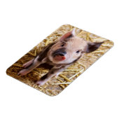 豚 マグネット (左側)