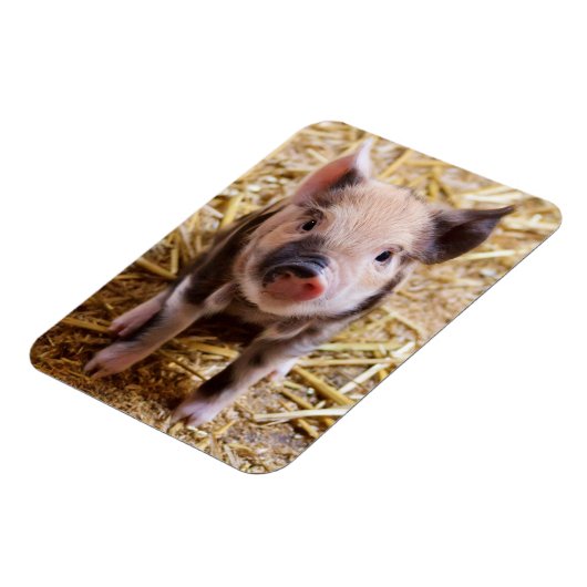 豚 マグネット (左側)