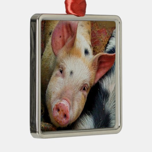 豚 メタルオーナメント (右)