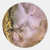 豚 ラウンドシール (正面)