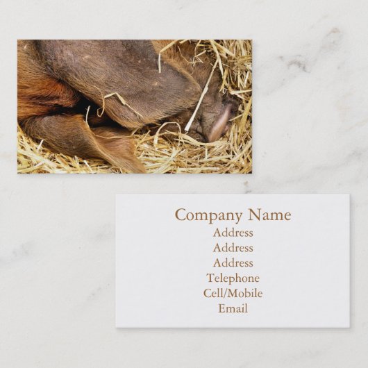 豚 名刺 (正面/裏面)