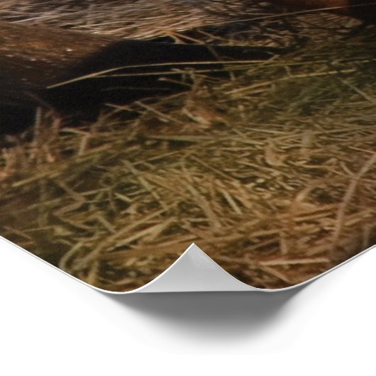 豚 – 家族結合 ポスター (角)