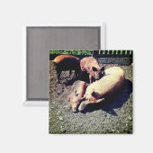 豚、泥の中で抱き締める マグネット (正面/裏面)