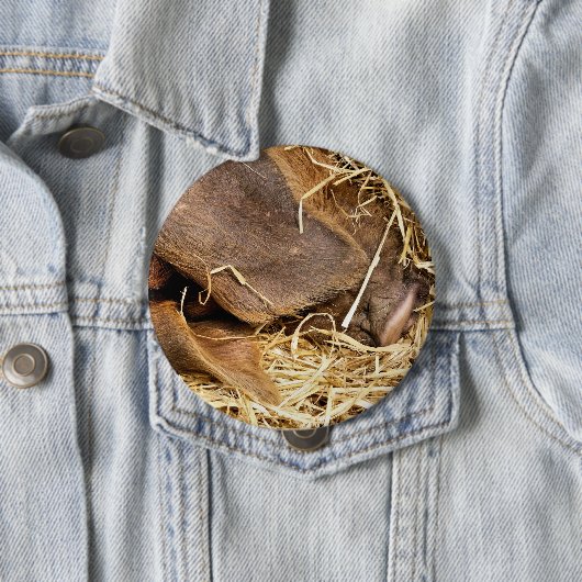 豚 缶バッジ (インサイチュ)