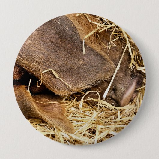 豚 缶バッジ (正面)