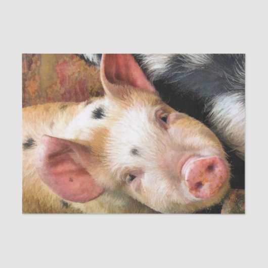 豚 薄葉紙 (正面)
