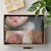 豚 薄葉紙 (ギフト)