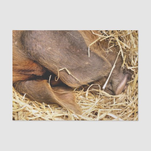 豚 薄葉紙 (正面)