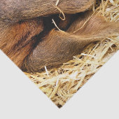 豚 薄葉紙 (詳細)