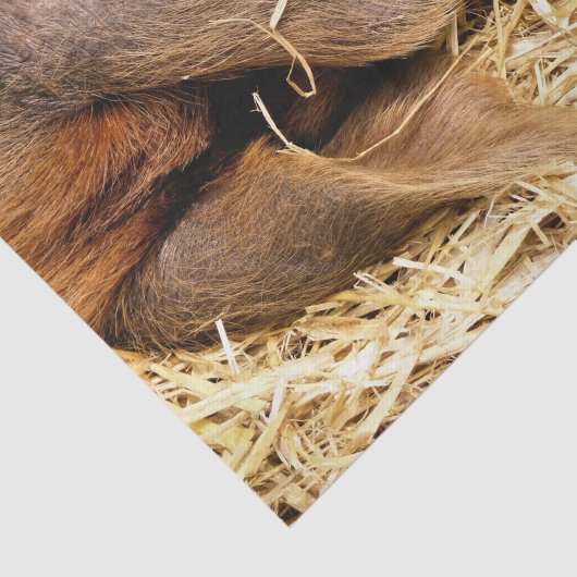 豚 薄葉紙 (詳細)