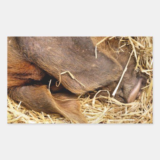 豚 長方形シール (正面)