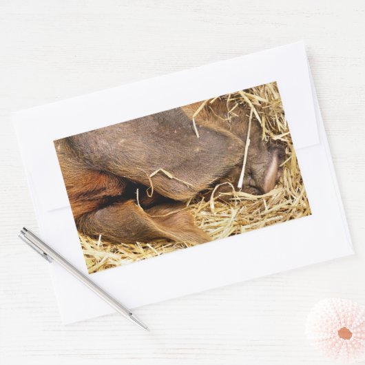 豚 長方形シール (封筒)