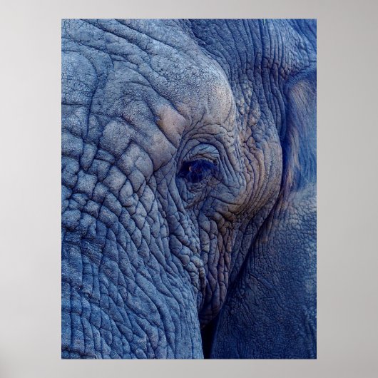 象と歩いて体験するHUGGIについて ポスター (正面)