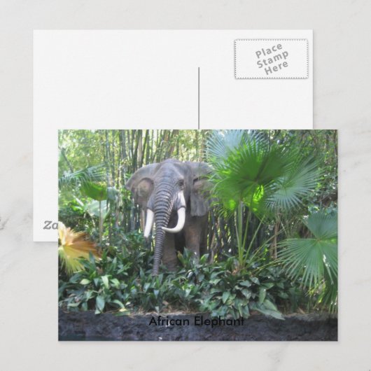 象のはがき ポストカード (正面/裏面)