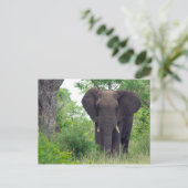 象のはがき ポストカード (スタンド正面)