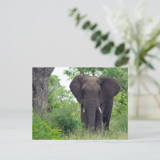 象のはがき ポストカード (スタンド正面)