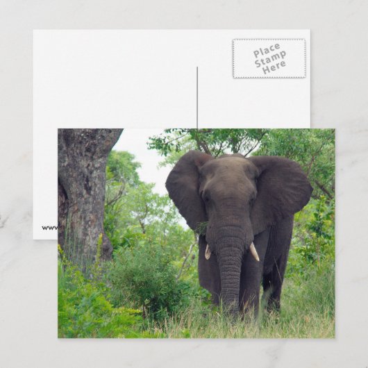 象のはがき ポストカード (正面/裏面)