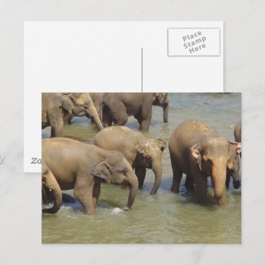 象のはがき ポストカード (正面/裏面)