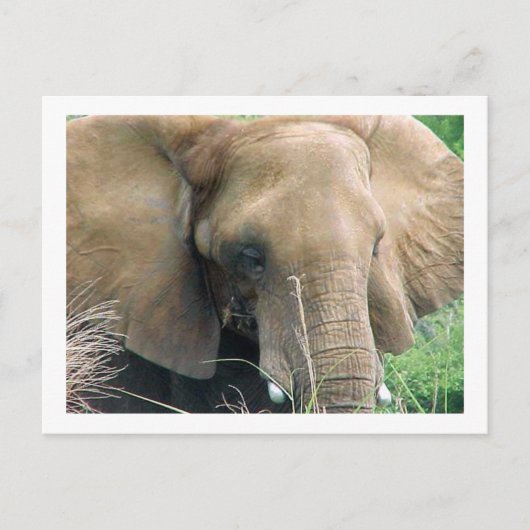 象のはがき ポストカード (正面)