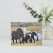 象のはがき ポストカード (スタンド正面)