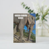 象のジャングルサンクチュアリ ポストカード (スタンド正面)