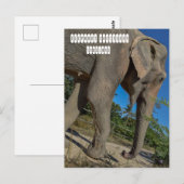 象のジャングルサンクチュアリ ポストカード (正面/裏面)