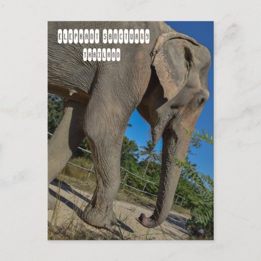 象のジャングルサンクチュアリ ポストカード (正面)