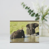 象のスイミング(アフリカゾウ)はがき ポストカード (スタンド正面)