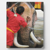 象のバスタイム…アユタヤ（タイ） フォトプラーク (正面)