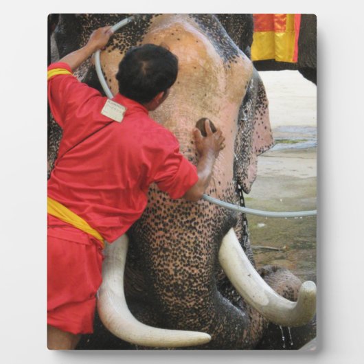 象のバスタイム…アユタヤ（タイ） フォトプラーク (正面)