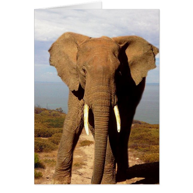 象のビーチの日帰り (正面)