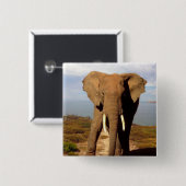 象のビーチの日帰り 缶バッジ (正面&裏面)