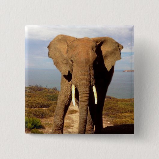 象のビーチの日帰り 缶バッジ (正面)