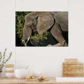 象のポスター ポスター (キッチン)