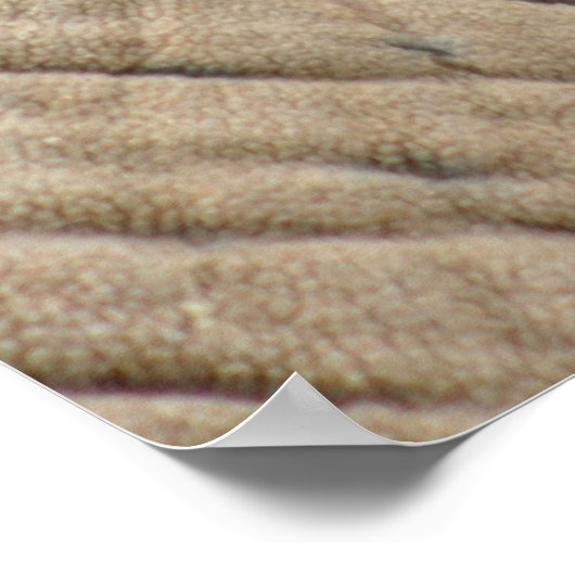 象のポスター ポスター (角)