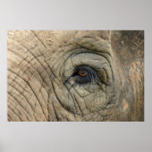 象のポスター ポスター (正面)