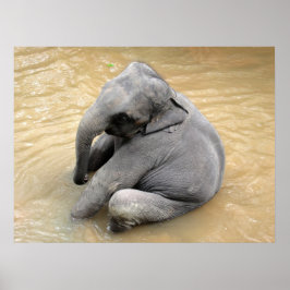 象のポスター ポスター