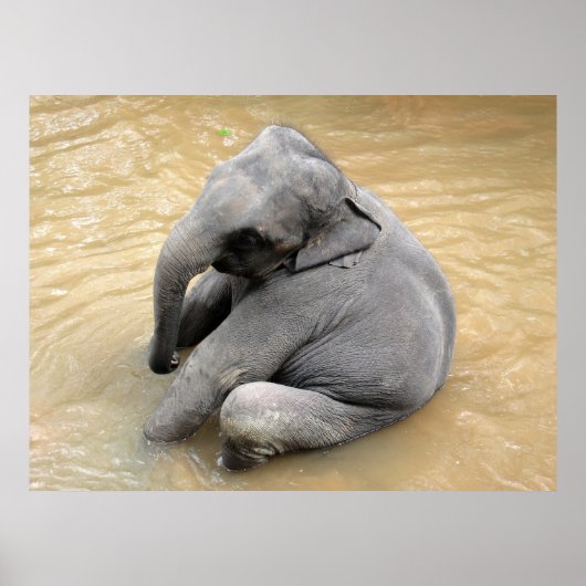 象のポスター ポスター (正面)