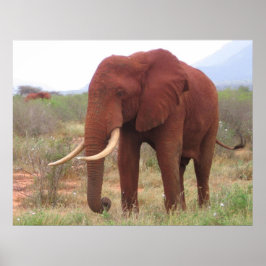 象のポスター ポスター