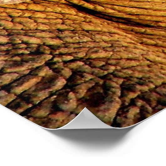 象の写真 ポスター (角)